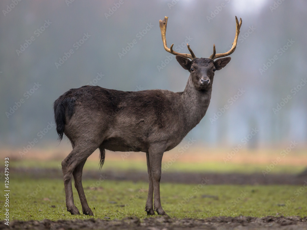 Obraz premium Dark colored male Fallow deer