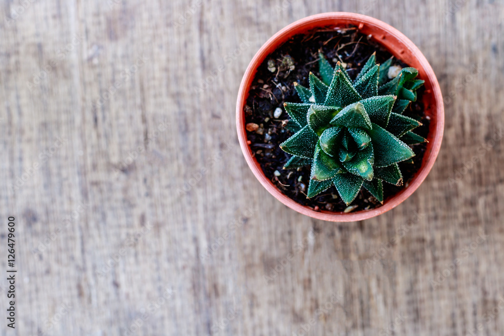 Cactus on wood background with copy space Cactus on wood background with copy space