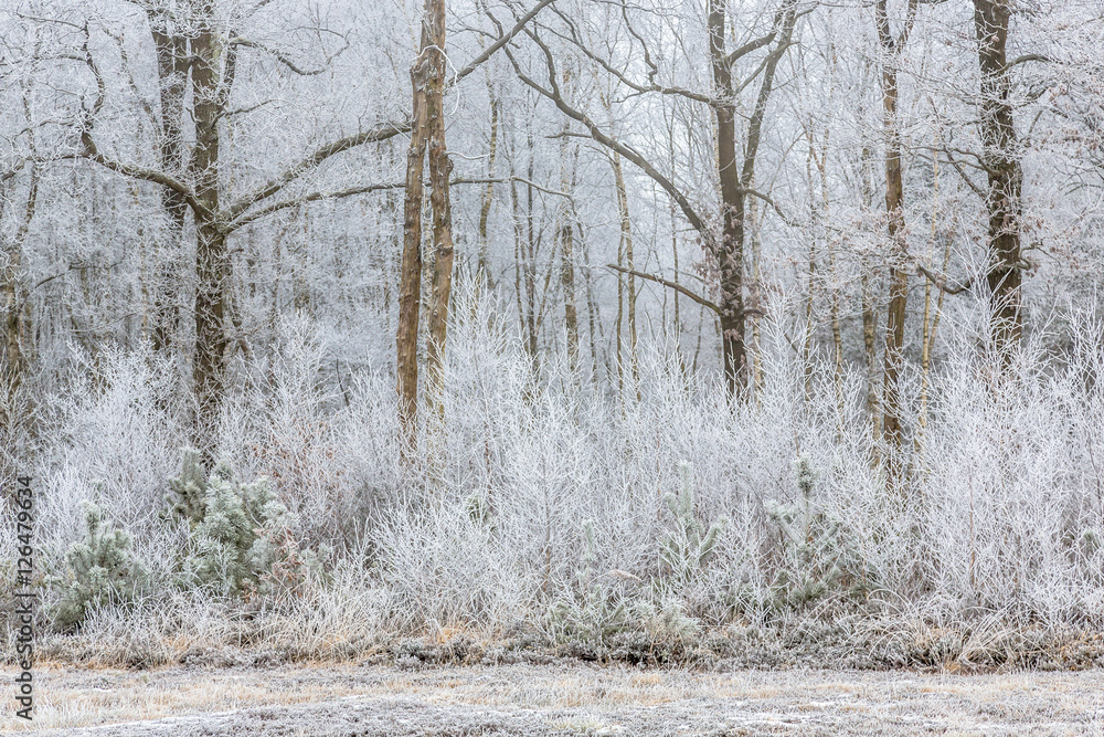 Frosty trees and shrubs in a forest edge