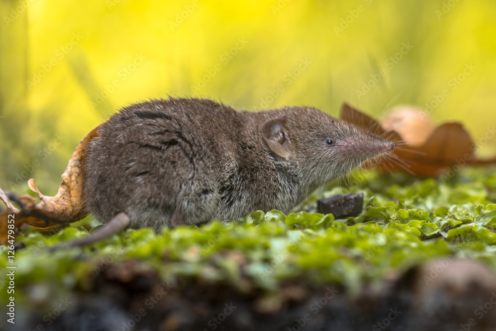 Crocidura Shrew resting on forest floor with bright background Crocidura Shrew resting on forest floor with bright background