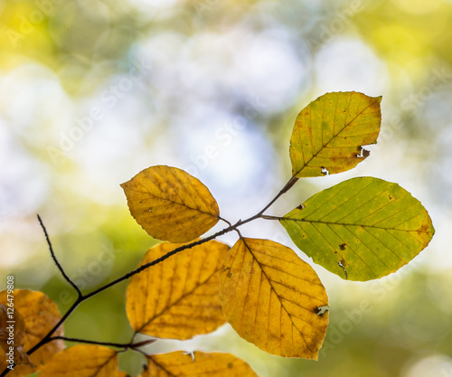 Colorful Autum leaves of Beech