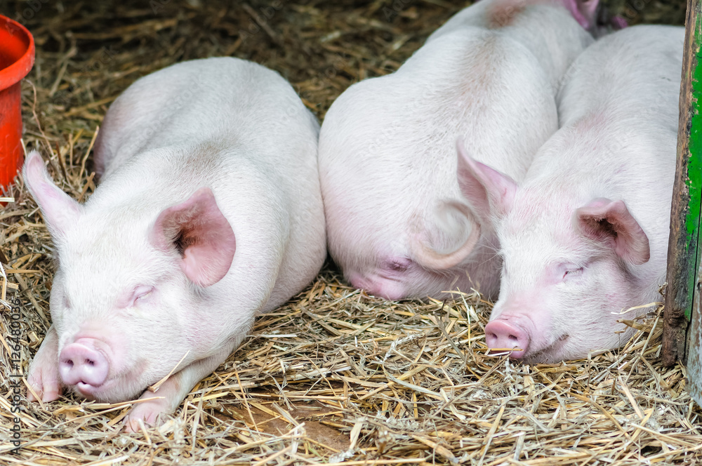 Three pigs swine sleeping resting on the straw in a farm stall Three pigs swine sleeping resting on the straw in a farm stall