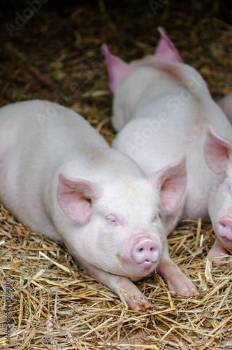 Three pigs swine sleeping resting on the straw in a farm stall  © Altin Osmanaj