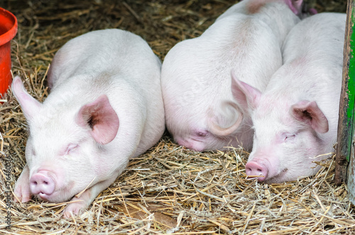 Three pigs swine sleeping resting on the straw in a farm stall 