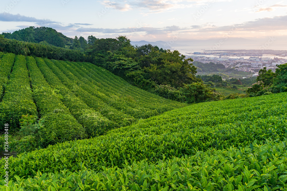Green tea plantation on sunrise
