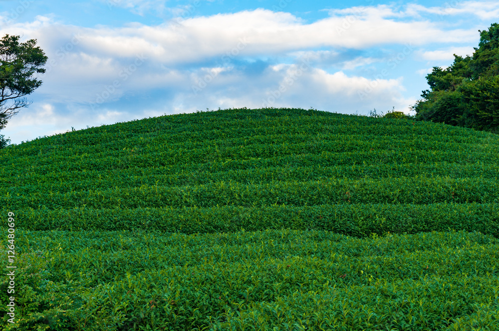 Green tea terraces close up. View from below