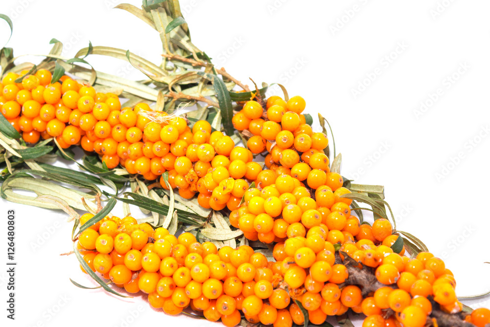 Sea buckthorn on a white background