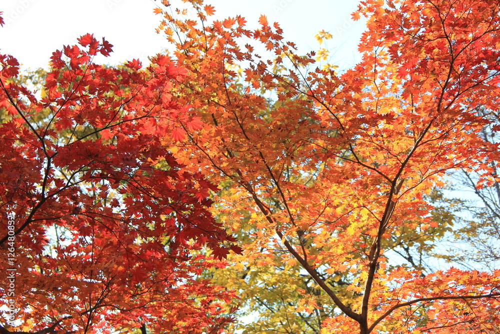 紅葉(秋保) 紅葉(秋保)