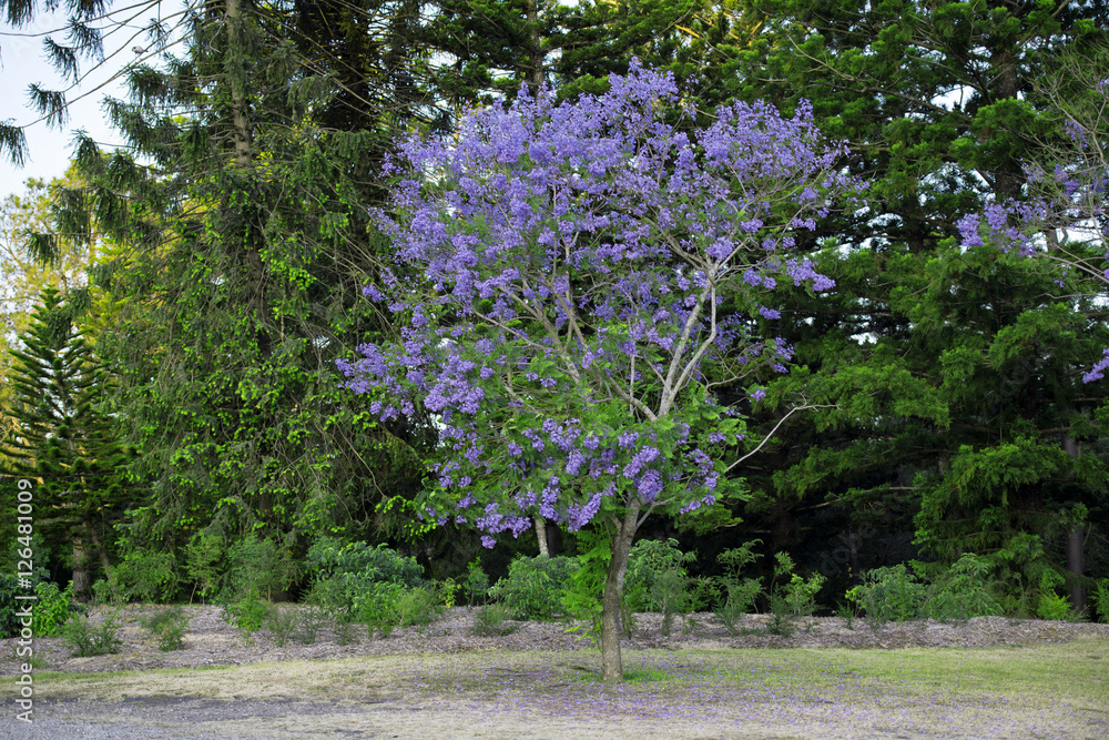Colourful blooming jacaranda tree Colourful blooming jacaranda tree