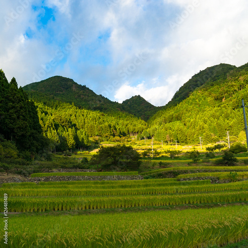 Beautiful country landscape. Rice farm in mountain forest
