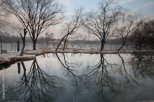 Beijing Park's image. A reflection of the tree
