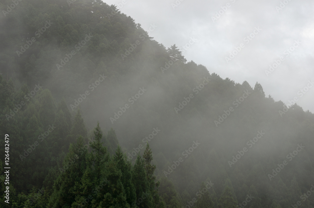 Mountain forest in fog