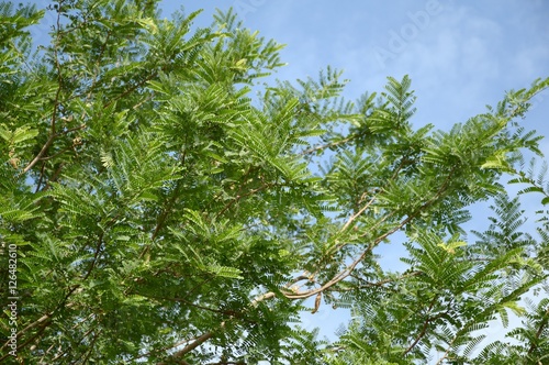 fresh green tamarindus indica tree in nature garden