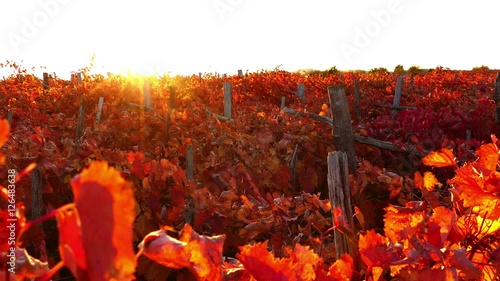 Carst vineyard in autumn colors at sunset - crane down, UHD photo