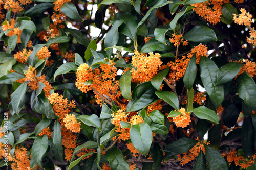 This is the flower of fragrant olive-Osmanthus fragrans var. aurantiacus- in Fukuoka city, JAPAN. It is in October. photo