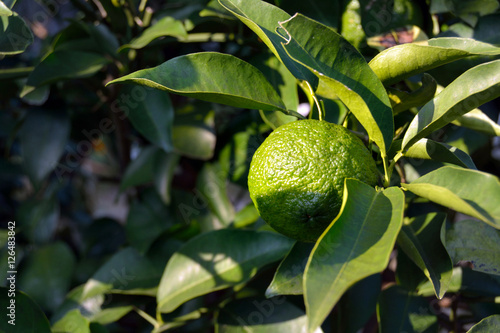 Trees bear a citrona small citrus fruit-Citrus junos- in Fukuoka city, JAPAN. It is in October. We called Yuzu the citrona small citrus fruit.