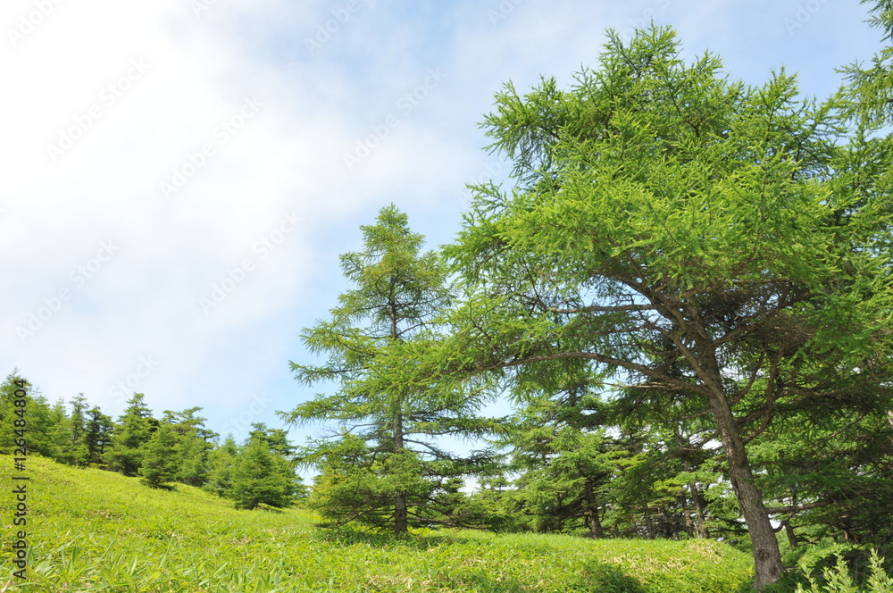 Fototapeta premium 樹木