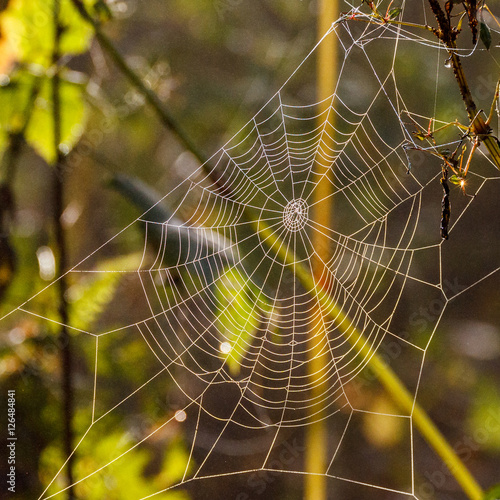 Autumn morning and the spider's web on the plants.