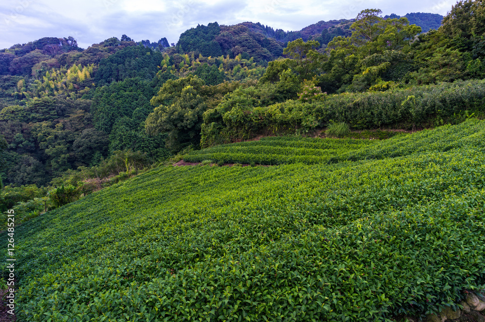 Beautiful fresh green tea plantation of Shizuoka