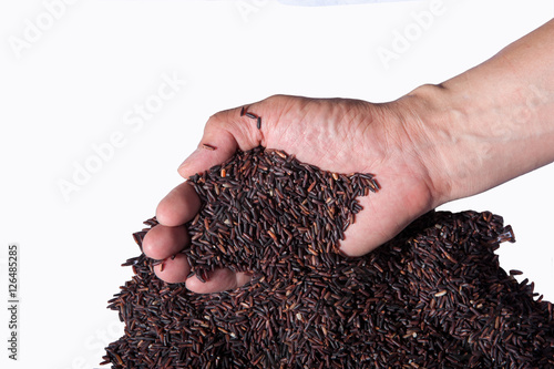 raw purple riceberry rice, in hands holding on white background
