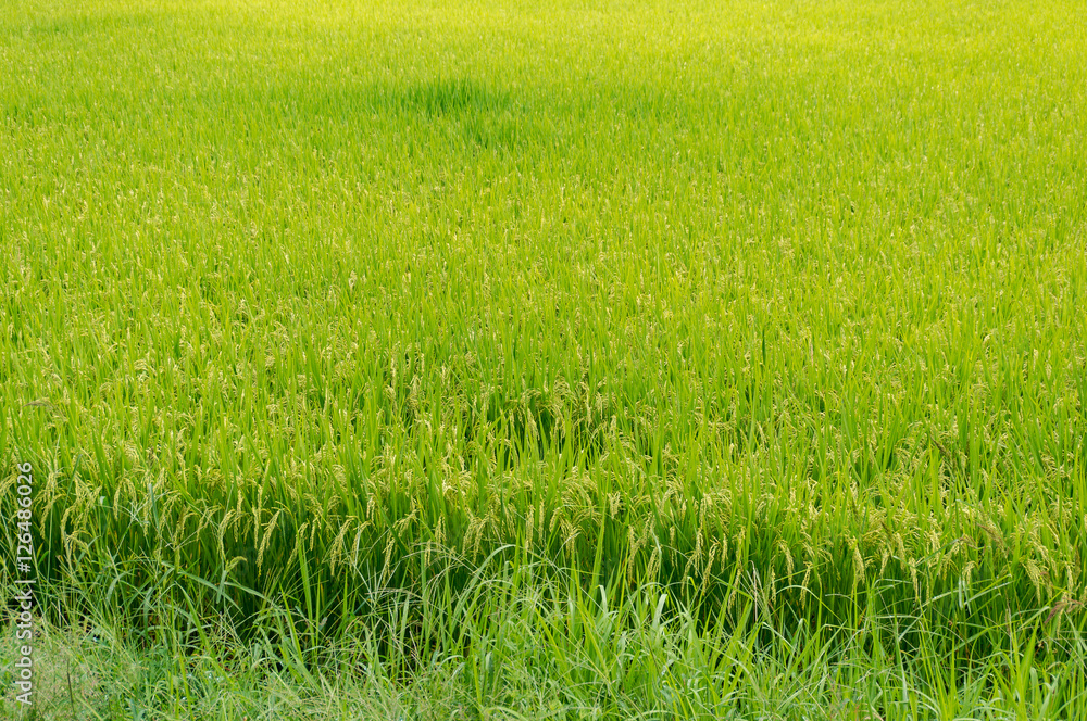 Rice field background Rice field background