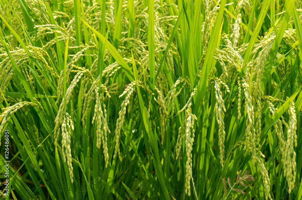 Close up of ripe paddy field Close up of ripe paddy field