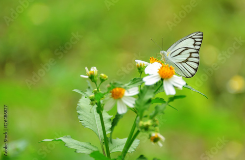Butterfly © saodaeng
