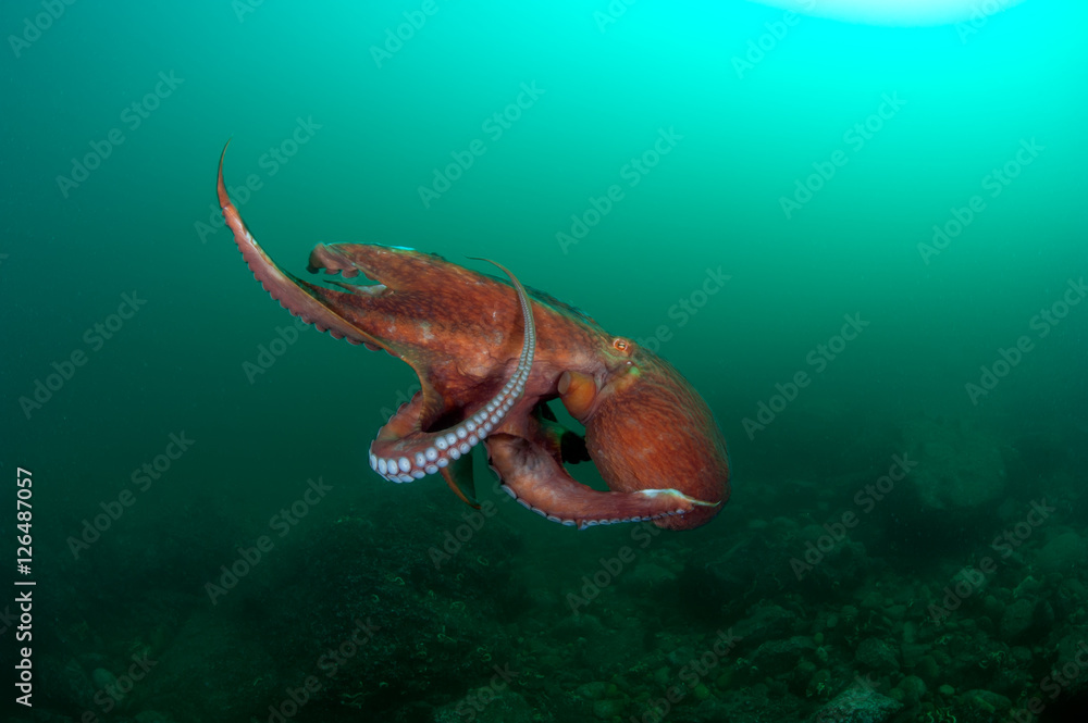 flight of octopus in the deep sea flight of octopus in the deep sea