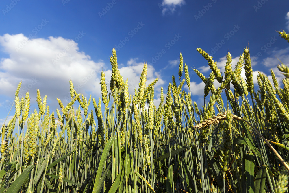 Obraz premium Field with cereal