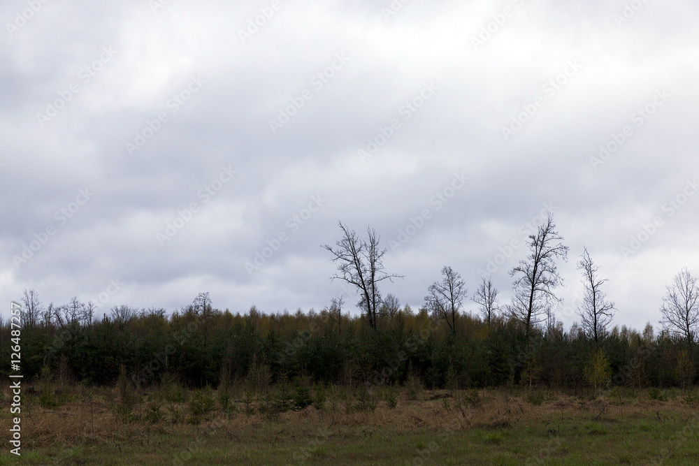 Obraz premium trees at dusk