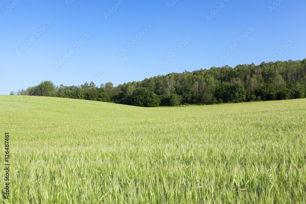 Field with cereal