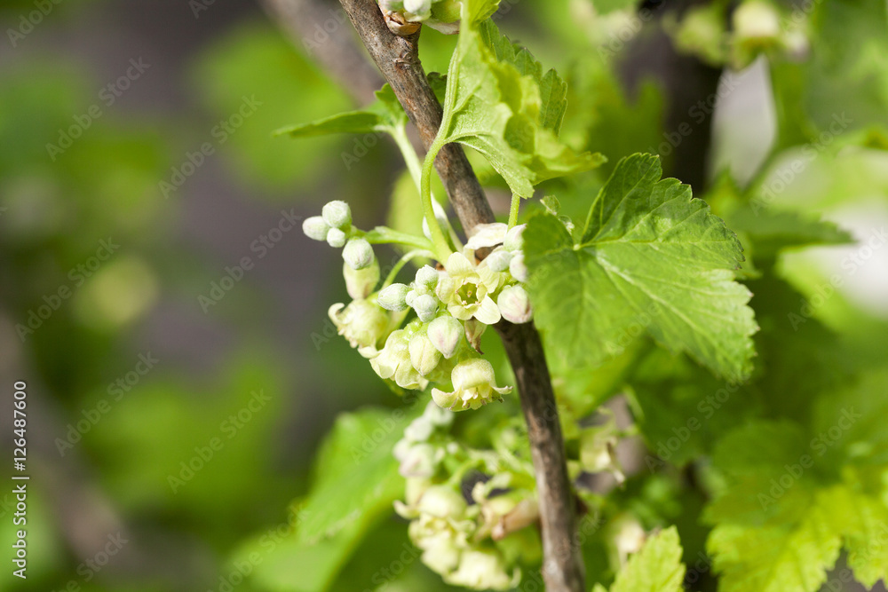 spring flowering currant spring flowering currant