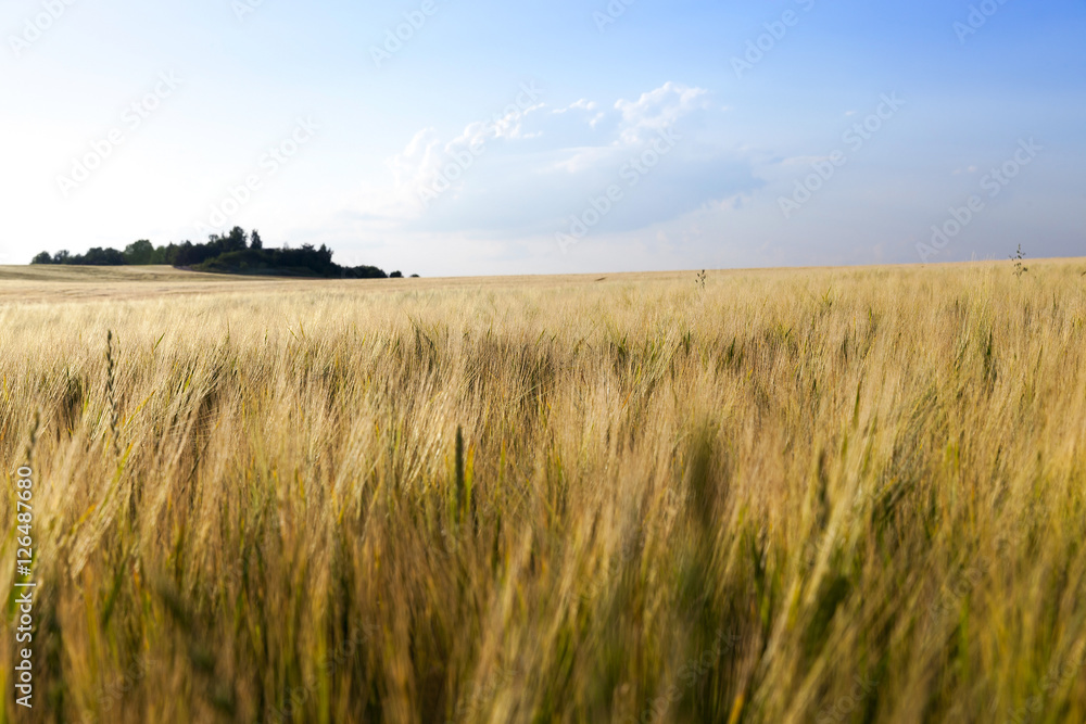 Obraz premium ripening cereals in the field