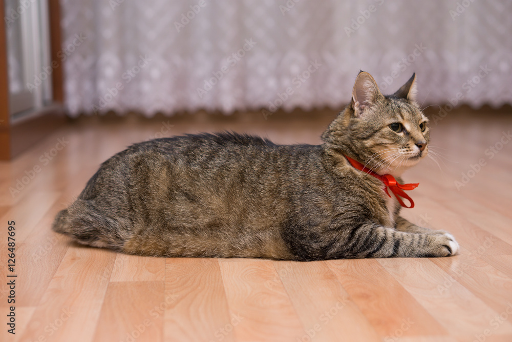cat with a red ribbon