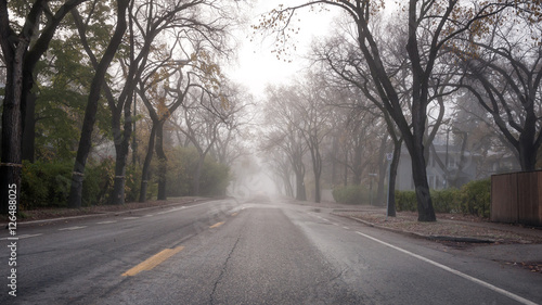 Wallpaper Mural Foggy Fall Morning Torontodigital.ca