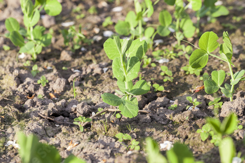 young green peas