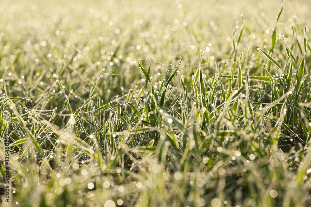 young grass plants, close-up young grass plants, close-up