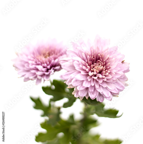 white asters flowers on a background of green garden pink asters flowers on a background of green garden