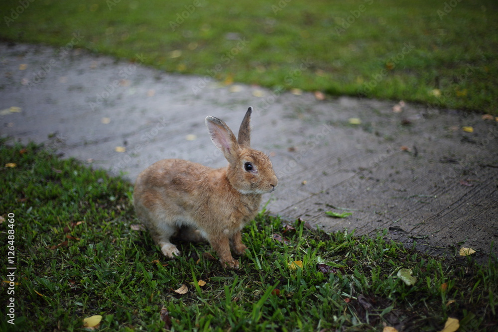 Fototapeta premium Rabbit on grass in Saraburi at Thailand