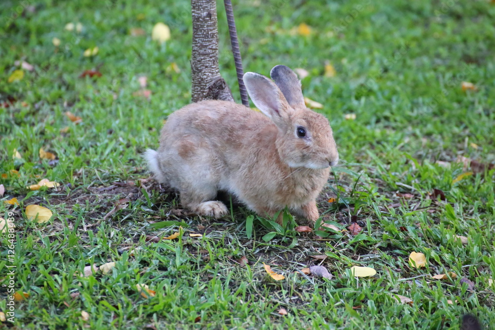 Fototapeta premium Rabbit on grass in Saraburi at Thailand