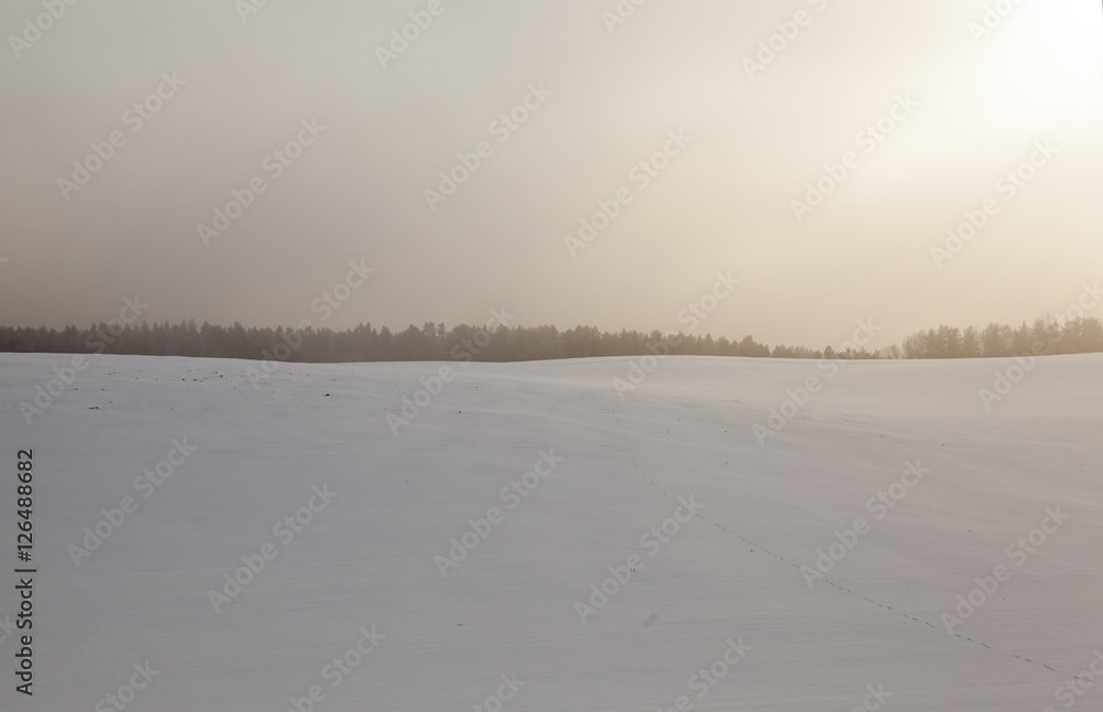 forest in winter, dawn forest in winter, dawn
