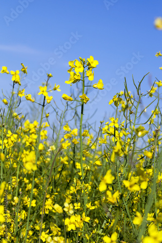 yellow flower of rape