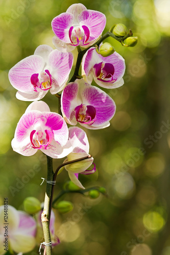 Close up of elegant pink and white orchid blossom