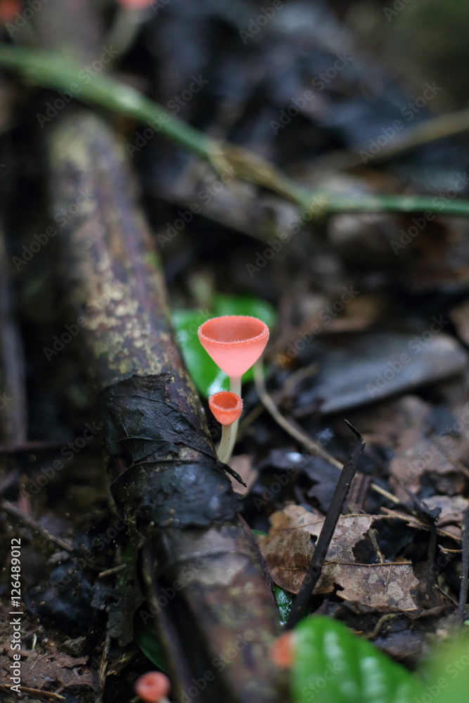 Fungi cup red or Mushroom Champagne Cup Fungi cup red or Mushroom Champagne Cup