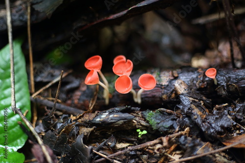 Fungi cup red or Mushroom Champagne Cup 