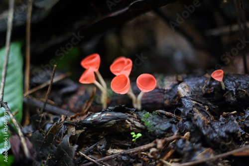 Fungi cup red or Mushroom Champagne Cup 