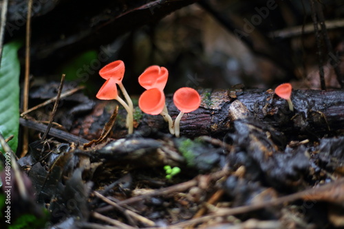 Fungi cup red or Mushroom Champagne Cup 