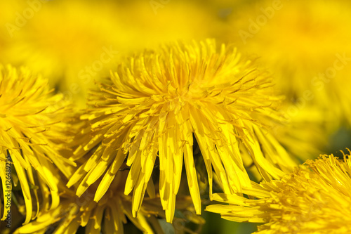 yellow dandelions in spring