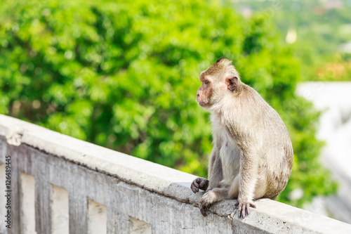 Monkey sitting on the cement wall © sarayuth3390