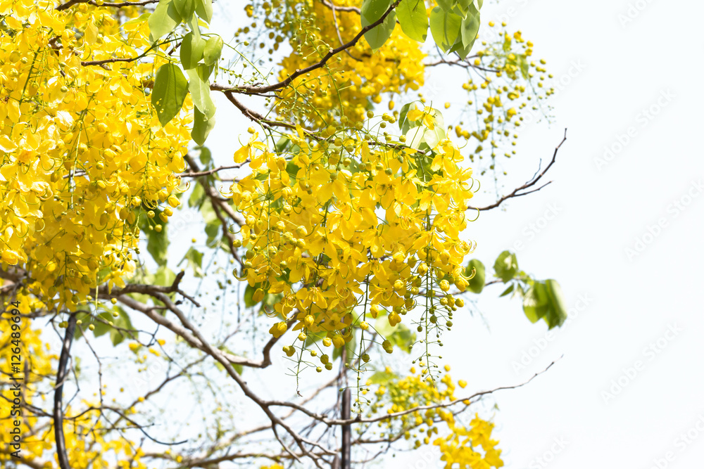 Golden shower bloom in sunshine day at thailand Golden shower bloom in sunshine day at thailand